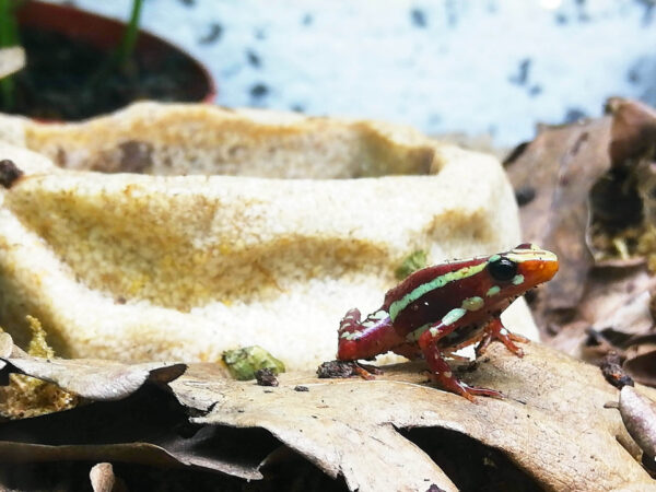 Terraristik Shop Wien Zoo Austria. Bei uns erhältlich. Epipedobates Anthony, auch dreifarbiger Baumsteiger genannt. Pfeilgiftfrosch