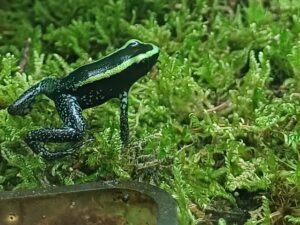 Pfeilgiftfrosch Phyllobates vittatus. Bei uns erhältlich Zoo Austria Terraristik Shop Wien.