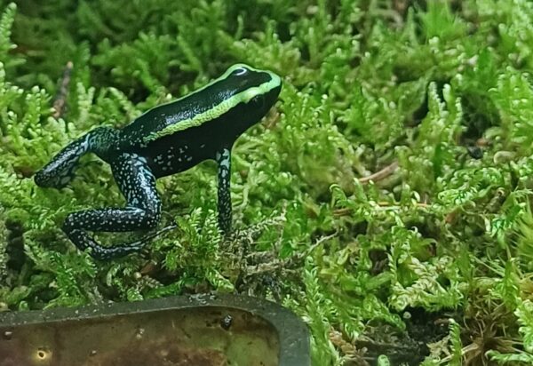 Pfeilgiftfrosch Phyllobates vittatus. Bei uns erhältlich Zoo Austria Terraristik Shop Wien.