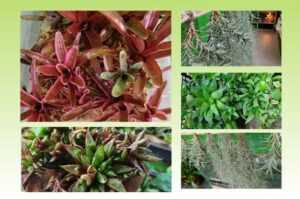 Terrarienpflanzen für Tropenterrarium und Trockenterrarium 