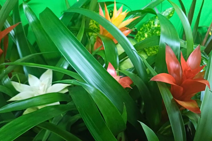 Bei uns erhältlich verschiedene Terrarien Pflanzen Bromelien, Vrisea verschiedene Farben