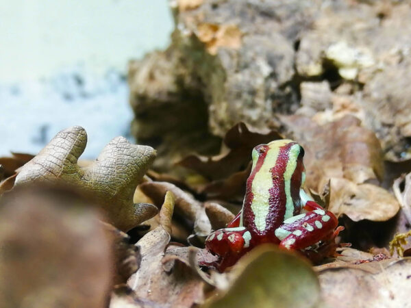 Bei uns erhältlich: Zoo Austria Terraristik Shop Wien Epipedobates tricolor Pfeilgiftfrosch auch Dreistreifen Baumsteiger genannt.