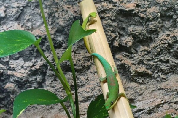 Phelsuma lineata, Streifen Taggecko Pärchen. Bei uns erhältlich. Terraristik Fachgeschäft Wien Zoo Austria