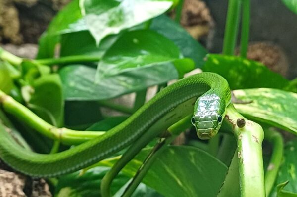 Terraristikshop Wien Bei uns erhältlich Smaragdnatter Gonyosoma prasinum